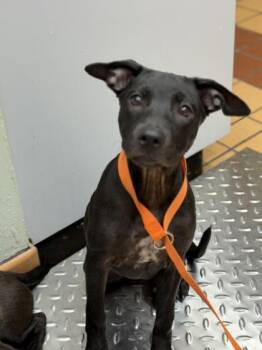 Barracuda -  Terrier and Mixed Breed Dog for Adoption in Gainesville, Florida - Barracuda | PetCurious
