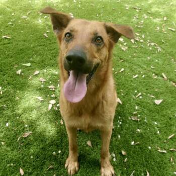 Baby -  German Shepherd Dog and Labrador Retriever Dog for Adoption in Magnolia, Texas - Baby | PetCurious