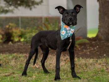 Blueberry -  Staffordshire Bull Terrier Dog for Adoption in Portland, Oregon - Blueberry | PetCurious
