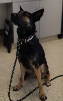 Mixed Breed Dogs Available for Adoption in Lafayette, Indiana - Athena | PetCurious