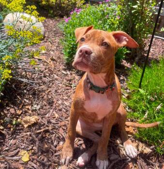 Betsy -  Boxer and Pit Bull Terrier Dog for Adoption in Rochester, New York - Betsy | PetCurious