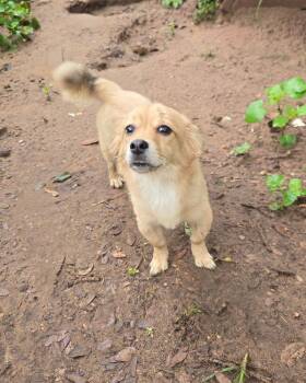 River -  Chihuahua Dog for Adoption in Winchester, Connecticut - River | PetCurious