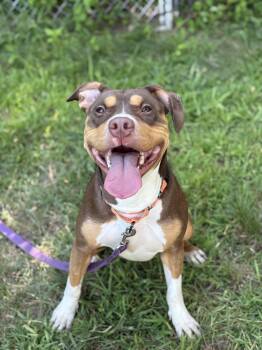 Rescue Mixed Breed Dogs for Adoption in Athol, Massachusetts - French Fry | PetCurious