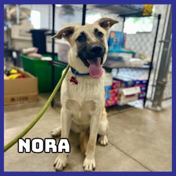 Nora -  German Shepherd Dog Dog for Adoption in Glenwood, Minnesota - Nora | PetCurious