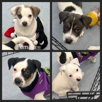 Rescue Jack Russell Terrier and Terrier Dogs for Adoption in Bend, Oregon - Minnie's Puppies | PetCurious