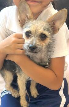Yorkshire Terrier and Chihuahua Dogs Available for Adoption in Sherwood, Oregon - Galleta | PetCurious