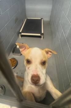Dempsey -  Terrier Dog for Adoption in Columbus, Ohio - Dempsey | PetCurious