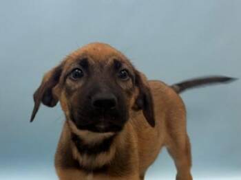 Gretchen -  German Shepherd Dog and Mixed Breed Dog for Adoption in Woodbury, Minnesota - Gretchen | PetCurious