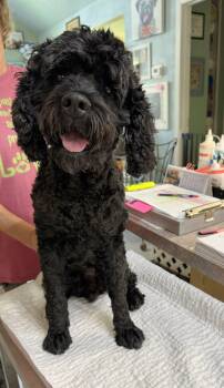 Remy (NOT YET AVAILABLE) -  Cocker Spaniel and Poodle Dog for Adoption in Benton, Louisiana - Remy (NOT YET AVAILABLE) | PetCurious