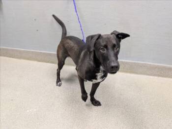 KOI -  Labrador Retriever and Mixed Breed Dog for Adoption in Las Vegas, Nevada - KOI | PetCurious