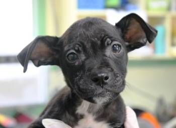 Rescue Boxer and Mixed Breed Dogs for Adoption in Picayune, Mississippi - Gladiator | PetCurious