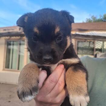 Mixed Breed Dogs Available for Adoption - Dopey | PetCurious