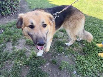 German Shepherd Dog and Mixed Breed Dogs Available for Adoption - CASPIAN | PetCurious