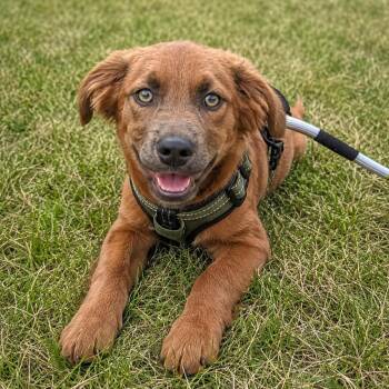Cash -  Chocolate Labrador Retriever and Boykin Spaniel Dog for Adoption in Mount Prospect, Illinois - Cash | PetCurious