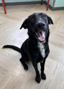 Bella -  Black Labrador Retriever Dog for Adoption in Manchester, Tennessee - Bella | PetCurious