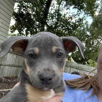 Tigger -  Terrier Dog for Adoption in Plainfield, Illinois - Tigger | PetCurious