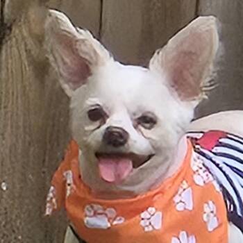 Precious - Courtesy Post -  Shih Tzu and Mixed Breed Dog for Adoption in Gulfport, Mississippi - Precious - Courtesy Post | PetCurious
