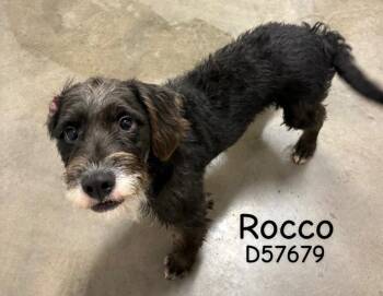 Rocco -  Terrier Dog for Adoption in Clarksville, Tennessee - Rocco | PetCurious