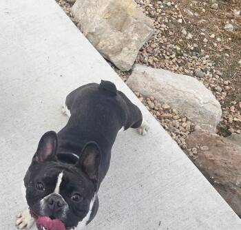 Lilo -  French Bulldog Dog Available for Adoption in Cody, Wyoming - Lilo | PetCurious