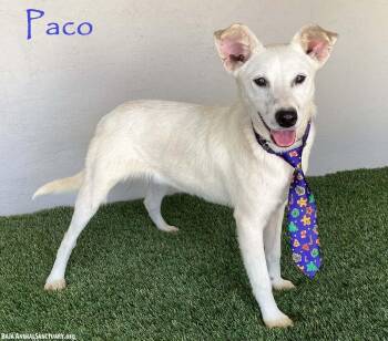 Rescue Yellow Labrador Retriever Dogs for Adoption in San Diego, California - Paco | PetCurious
