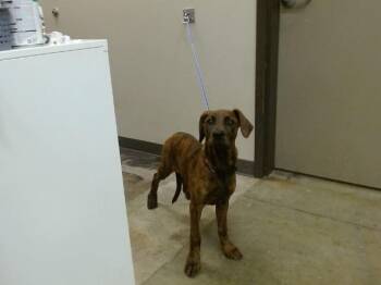 Pit Bull Terrier and Mixed Breed Dogs Available for Adoption in Ontario, California - NANI | PetCurious