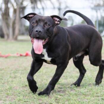 English Bulldog and Mixed Breed Dogs Available for Adoption in Valdosta, Georgia - Draco | PetCurious
