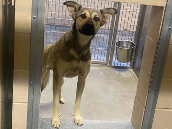HARIBO -  German Shepherd Dog Dog for Adoption in Tustin, California - HARIBO | PetCurious