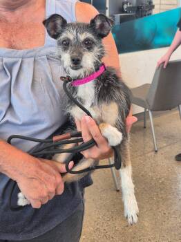 Rescue Jack Russell Terrier and Miniature Schnauzer Dogs for Adoption in Scottsdale, Arizona - Hilda | PetCurious
