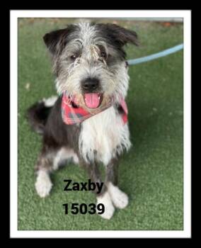 Rescue Terrier Dogs for Adoption in Marietta, Georgia - ZAXBY See Also ZORO | PetCurious