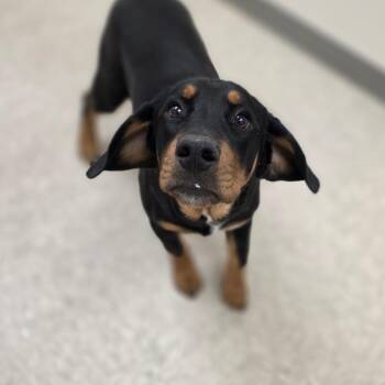 Beagle Dogs Available for Adoption - Buddy | PetCurious