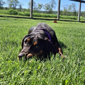Callie- in foster -  Black And Tan Coonhound Dog Available for Adoption in Morristown, Vermont - Callie- In Foster | PetCurious