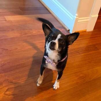 Minnie -  Mixed Breed Dog for Adoption in Fredericksburg, Virginia - Minnie | PetCurious