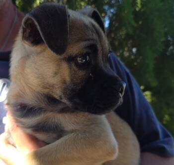 Rescue Mixed Breed Dogs for Adoption in Fort Stockton, Texas - Shorty | PetCurious