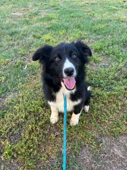 Border Collie and Australian Shepherd Dogs Available for Adoption in Watertown, Connecticut - Diego  | PetCurious