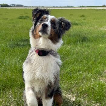 Australian Shepherd Dogs Available for Adoption in Milford, Iowa - Remi | PetCurious
