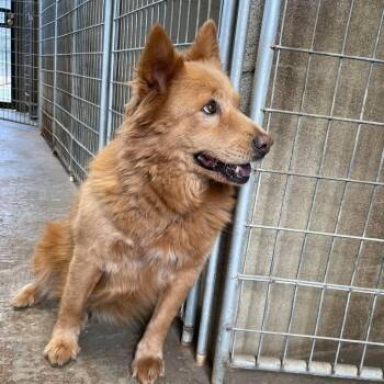 Rescue Chow Chow Dogs for Adoption in Tunica, Mississippi - Rosie | PetCurious