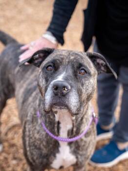 Mixed Breed Dogs Available for Adoption in Chamblee, Georgia - Eugenia | PetCurious