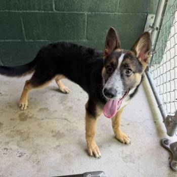 Moonwalk -  Shepherd and Cattle Dog Dog for Adoption in Carencro, Louisiana - Moonwalk | PetCurious