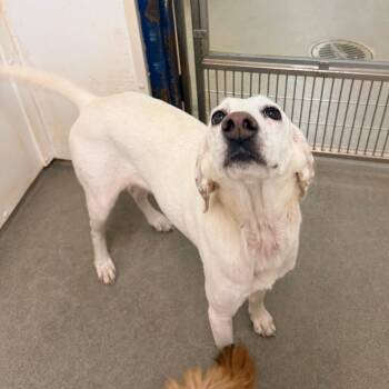 Colbie -  Hound Dog for Adoption in Rocky Mount, Virginia - Colbie | PetCurious