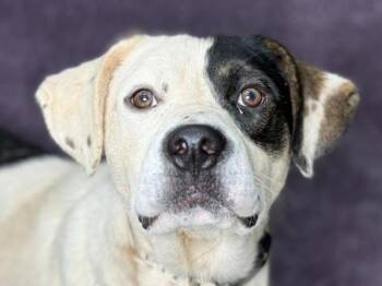 Beau -  Pit Bull Terrier and Australian Cattle Dog Blue Heeler Dog for Adoption in Portland, Oregon - Beau | PetCurious