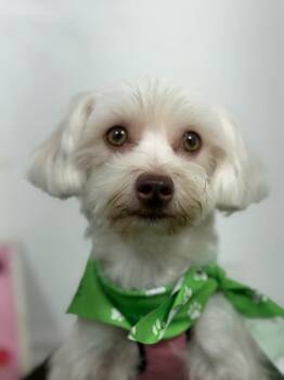 tootsieOne of our Amazing Rescue Dogs -  Maltese and Coton De Tulear Dog for Adoption in Carlsbad, California - TootsieOne Of Our Amazing Rescue Dogs | PetCurious