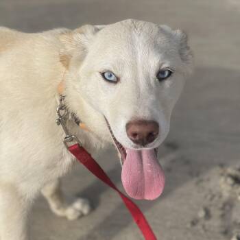 Australian Shepherd and Labrador Retriever Dogs Available for Adoption - KIRA 7 Months 30 Lbs | PetCurious