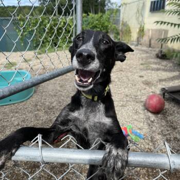 Rescue Portuguese Podengo Dogs for Adoption in Montague, Massachusetts - Dudley | PetCurious