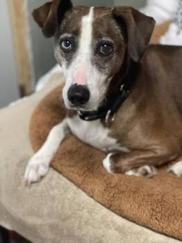 Liza -  Plott Hound and Mountain Cur Dog for Adoption in Xenia, Ohio - Liza | PetCurious