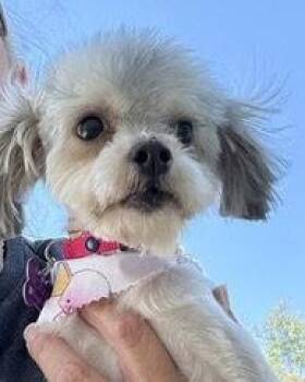 Lacy -  Maltese and Yorkshire Terrier Dog for Adoption in Corona, California - Lacy | PetCurious