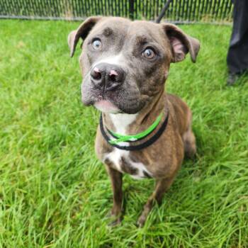 Briar -  Pit Bull Terrier Dog for Adoption in Fort Wayne, Indiana - Briar | PetCurious