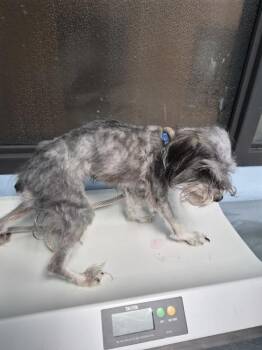 Schnauzer Dogs Available for Adoption in Lawrenceville, Georgia - Pen 228 | PetCurious