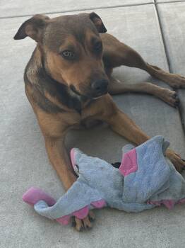 LAYLA -  Australian Shepherd Dog for Adoption in El Cajon, California - LAYLA | PetCurious