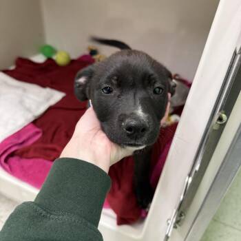 Black Labrador Retriever and Border Collie Dogs Available for Adoption in Durango, Colorado - Lion | PetCurious