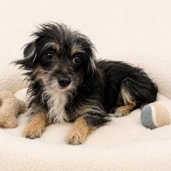 Betsy -  Terrier and Wirehaired Terrier Dog for Adoption in Redwood Falls, Minnesota - Betsy | PetCurious